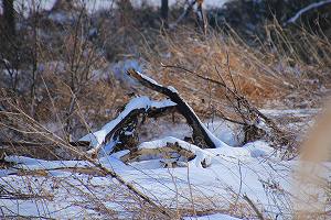 IMG_9943.jpg