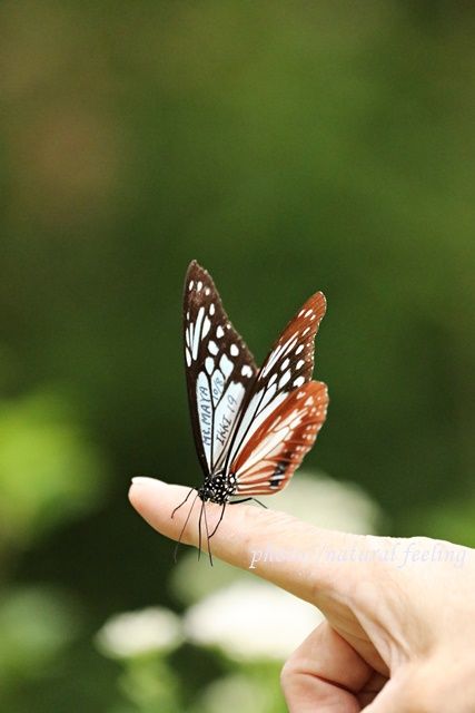 00キロを旅する蝶アサギマダラが私の指にとまる Natural Feeling 楽天ブログ