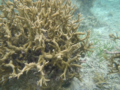 沖縄磯採集2013年5月下旬20　シュノーケリング　サンゴ