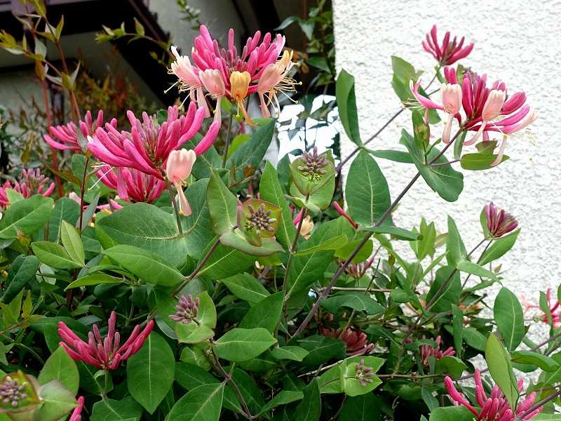 5月6日 今日の一花 ハニーサックル Gazengamaのブログ 散歩中に出合った花と趣味の陶芸作品 楽天ブログ