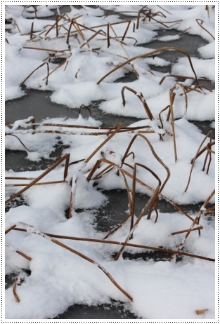 河北潟干拓地-3 ハス畑-2 13.1.5