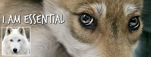 facebook Wolf Conservation Center