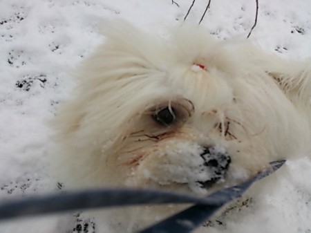 DSC_3075雪遊びの大ちゃん１.jpg