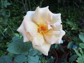 IMG_8166ss.jpg