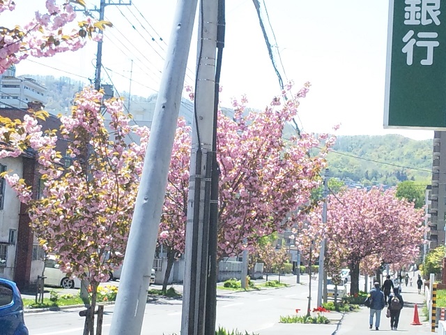 今季最後の桜鑑賞。ヽ(´∀｀*)ﾉ