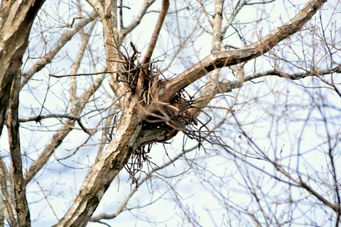 鳥の巣-1