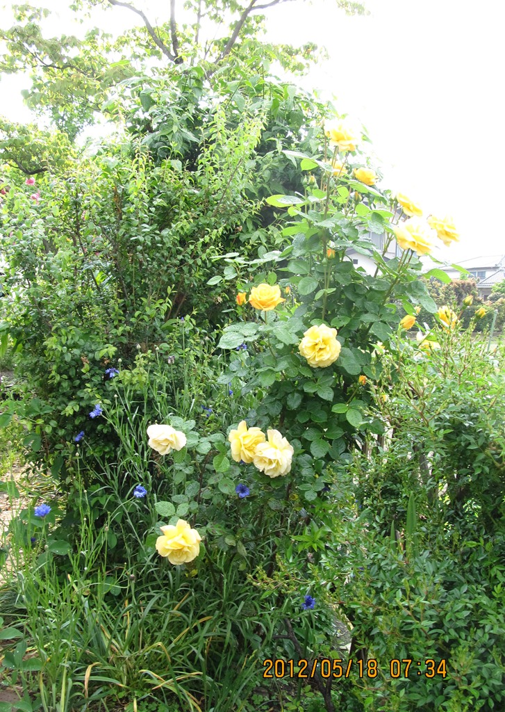 5月19日ブログ２.jpg
