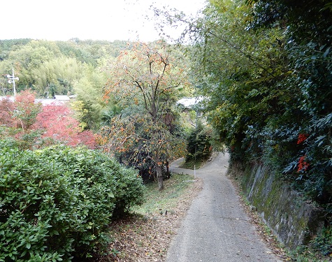 西念寺への道20171112.JPG