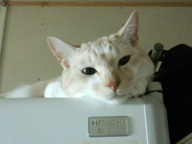 rblog-20140405164733-00.jpg