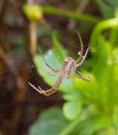 ナガコガネグモの赤ちゃんの毎日 Baby Of Argiope Bruennichi Spider Every Day のらちゃんの幸せ Stray Cat Happiness 楽天ブログ