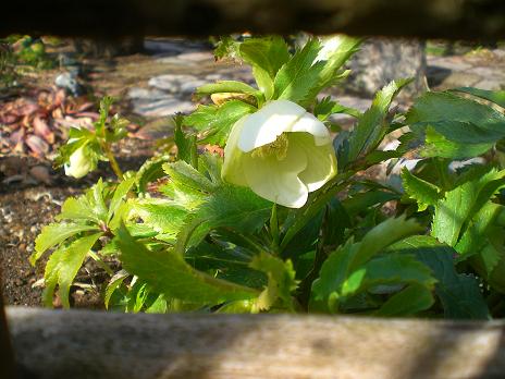 クリスマスローズ