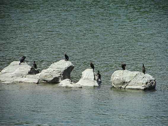 吉野川の鳥-1♪