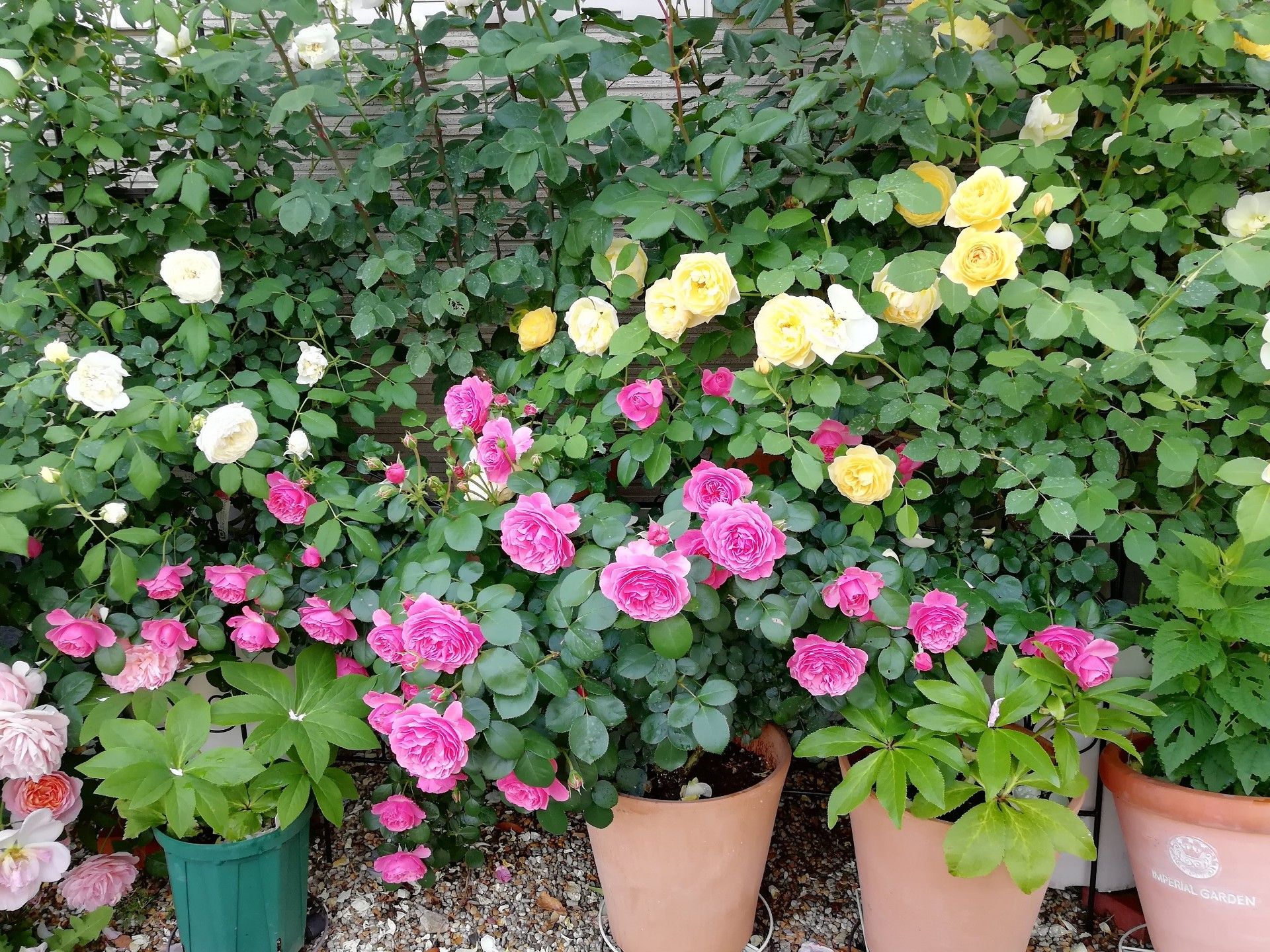 レオナルドダビンチ 庭がなくても鉢バラでローズガーデン 楽天ブログ
