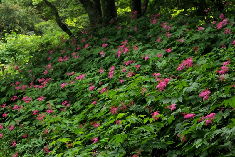 六甲山高山植物園_03.jpg