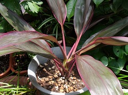 コルティリネ　レッドエッジ