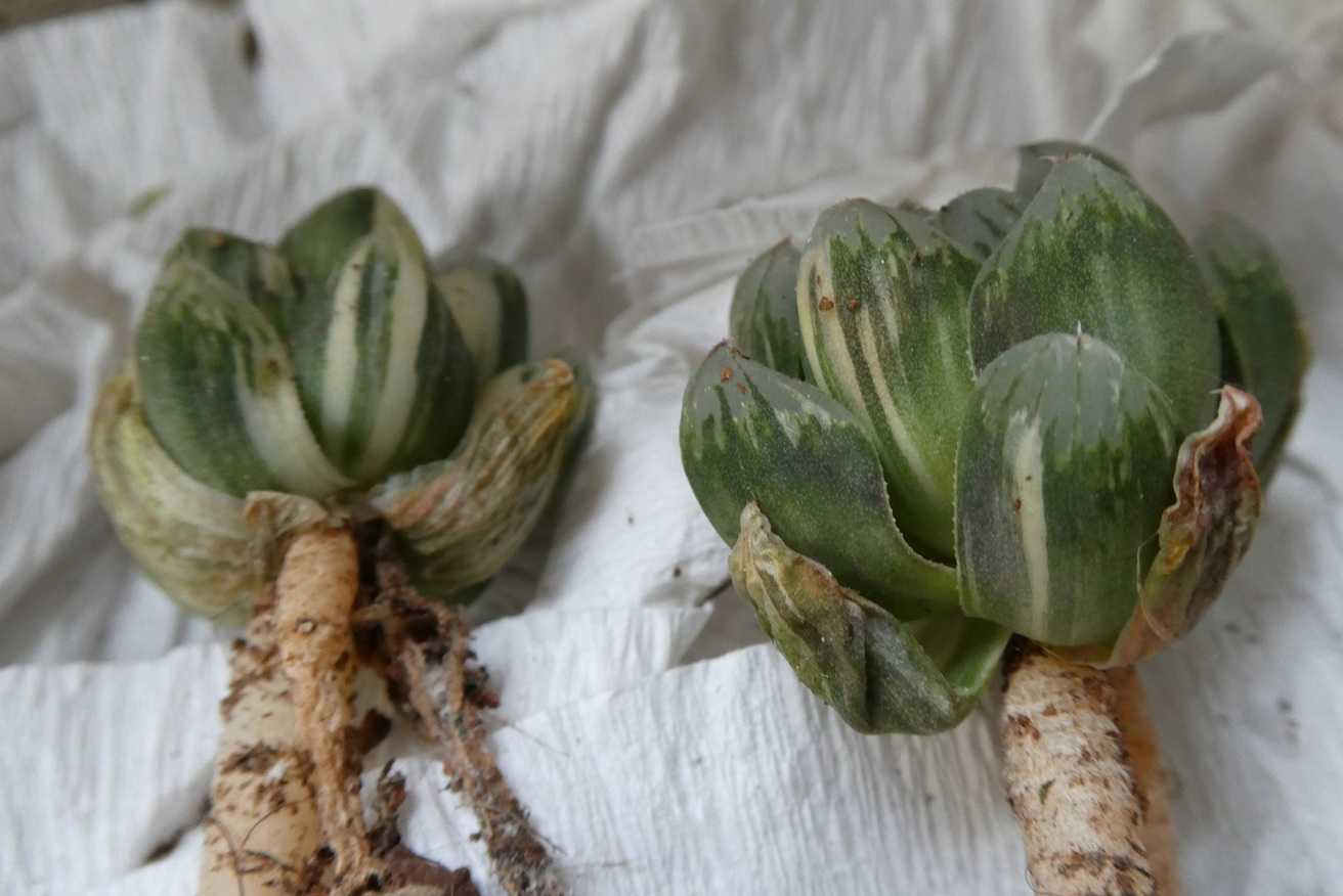 22c ハオルチア　多肉植物　北極の光オブツーサ錦　自家繁殖 ハオルチア オブツーサ錦 北極の光 | mocono_plants