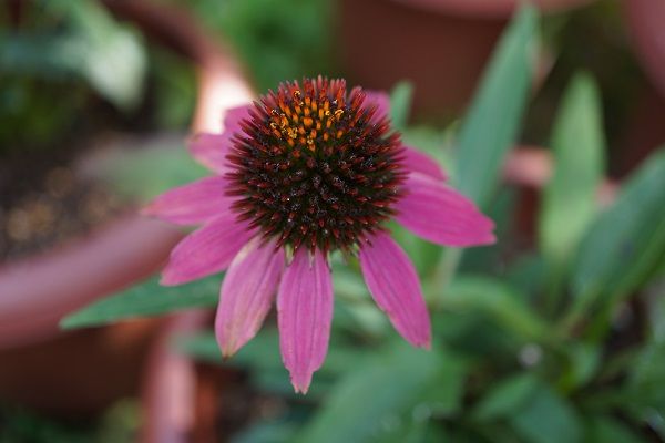 5ページ目の 花 あべいち徒然日記 楽天ブログ