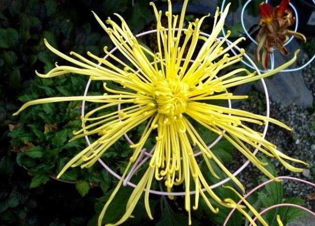 管物大輪菊の花 花と蕎麦とリハビリと 楽天ブログ