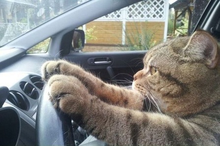 cat2