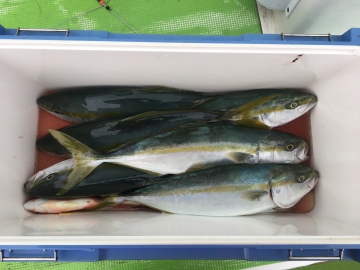161123青いお魚