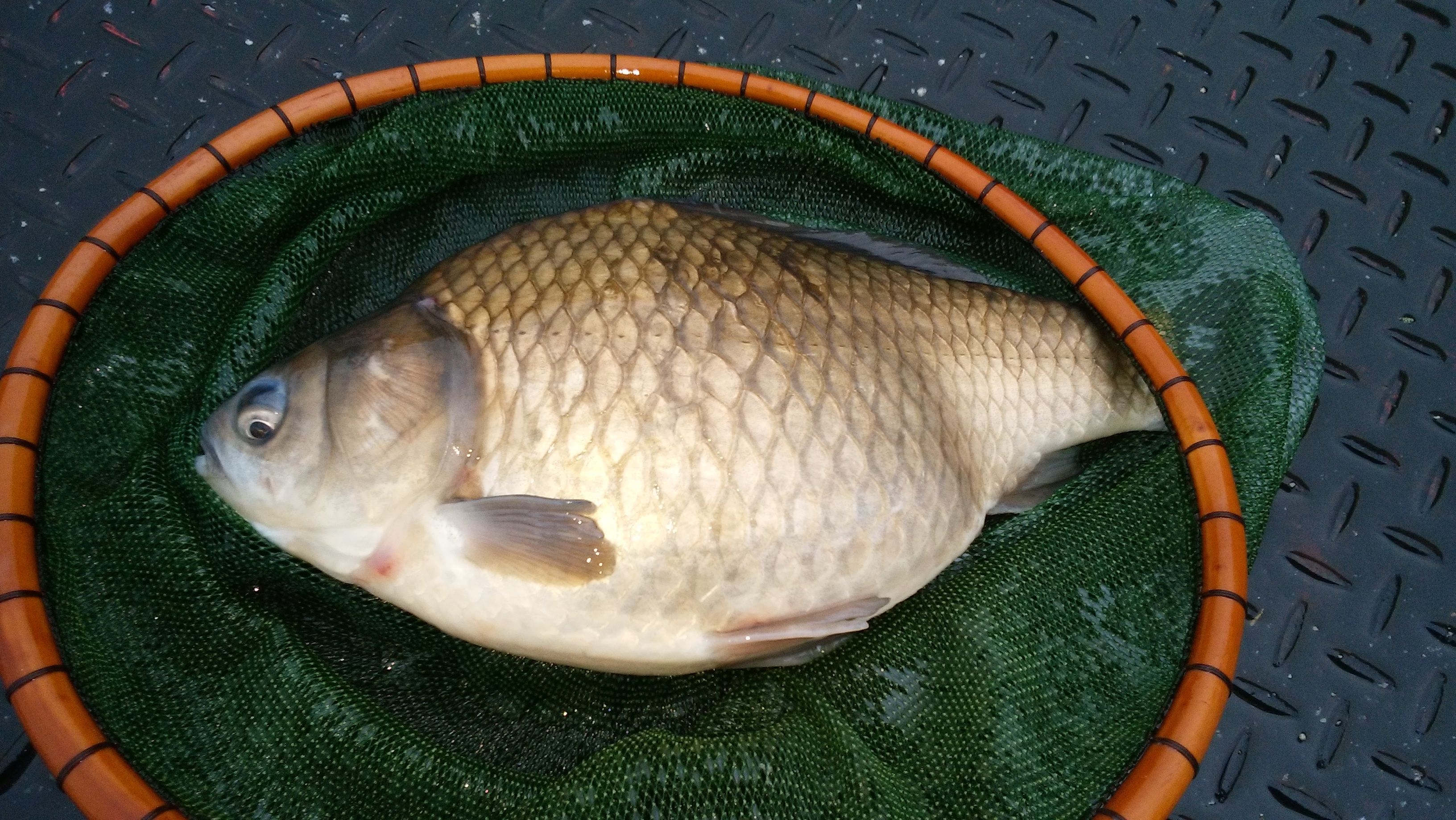 鮎川湖 19 04 30 火祝 37歳へら日記 楽天ブログ