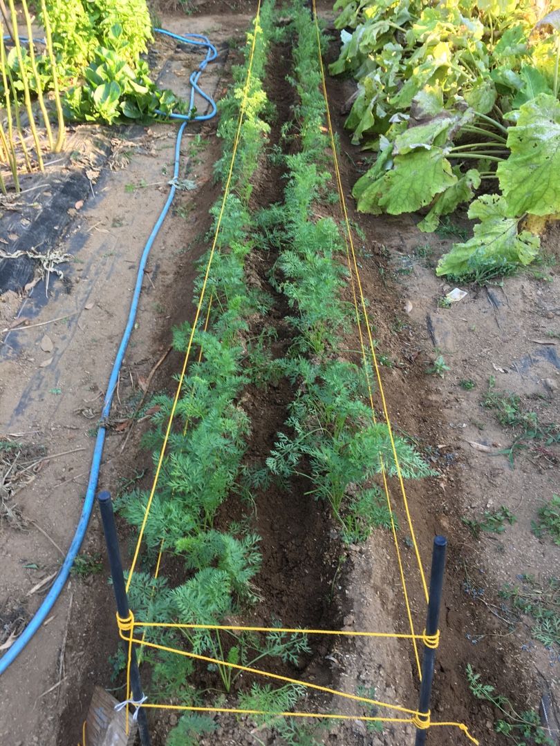 ニンジンの間引き 除草 追肥 土寄せ Futtutyの菜園ブログ 楽天ブログ