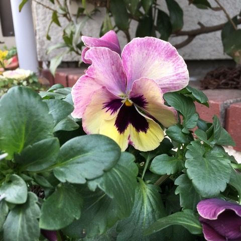 本日の花壇とプランターの様子 花いっぱい咲かせたい 楽天ブログ