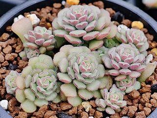 エケベリア・セダム mamirin シマムラ園芸 on X: 