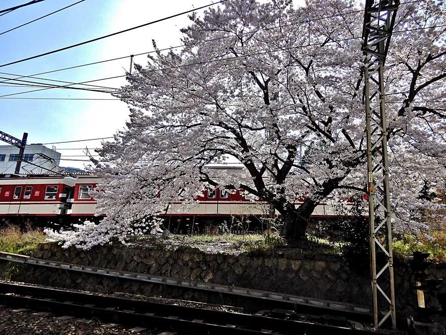 踏切の桜7