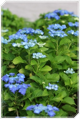 大乗寺丘陵公園-19 渥美しぼり-1 13.6.22