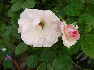 P1290487ss.jpg