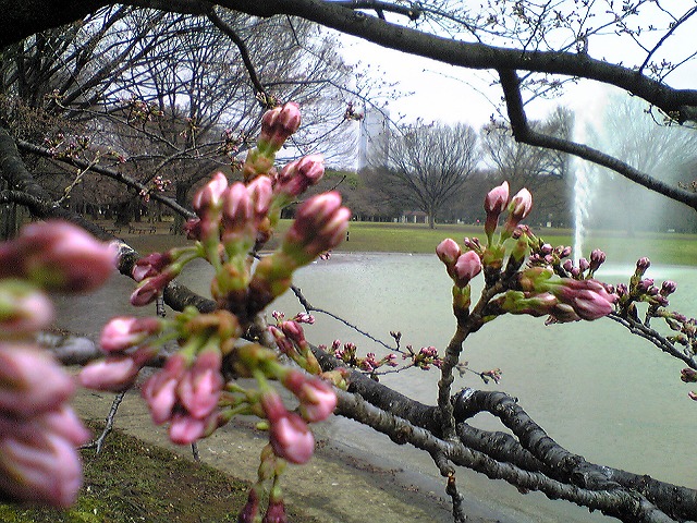 代々木公園0331