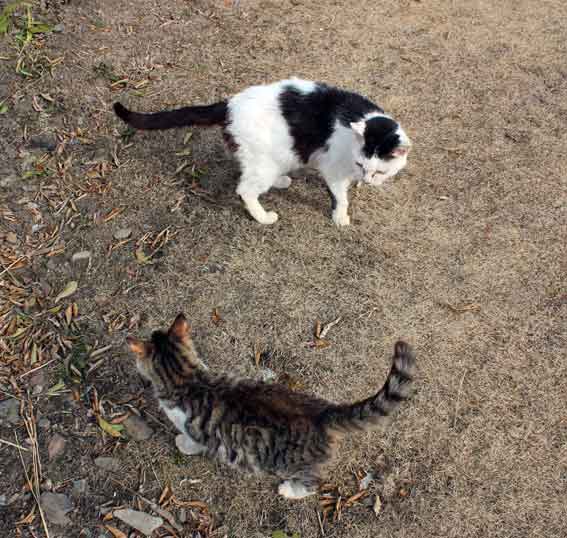 我が家のニャンコ♪2013/11/29-3