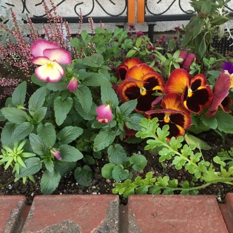 ペチュニア定植と本日のパンジー ビオラ 花いっぱい咲かせたい 楽天ブログ