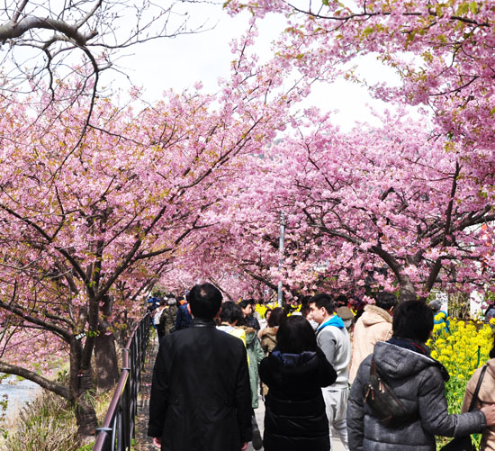 桜３