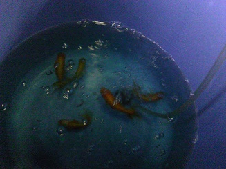 ラッキーズ、バケツ薬浴