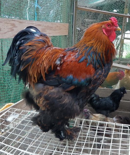 にわとり とその愉快な鶏たち アローカナ原種 孵卵器 有精卵 烏骨鶏 鳥小屋 楽天ブログ