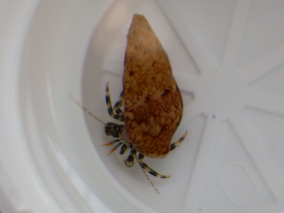 和歌山磯採集2015年8月上旬13　クロシマホンヤドカリ（Pagurus nigrivittatus）