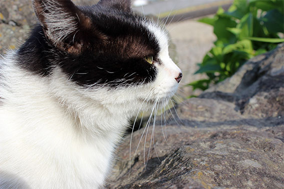 我が家のニャンコ♪2014/04/25-2