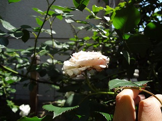 DSC01064.jpg