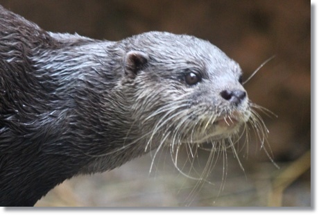 東京旅行-97 コツメカワウソ-1 13.10.5