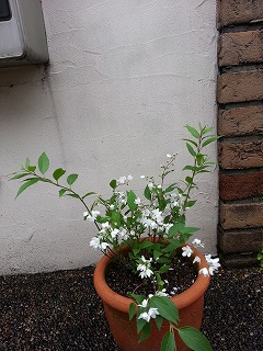 2015-04-14 09.50.48ss.jpg