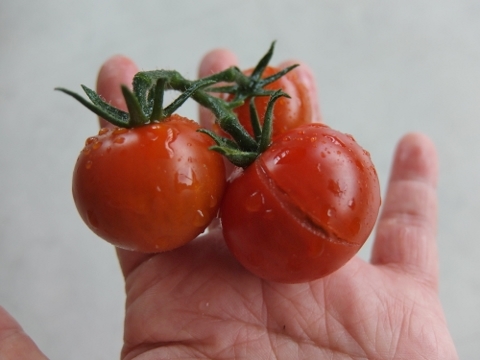 ベランダ菜園　トマト　爆発