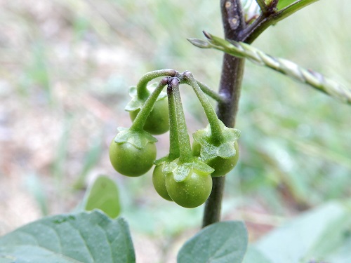 イヌホオズキ (2).JPG