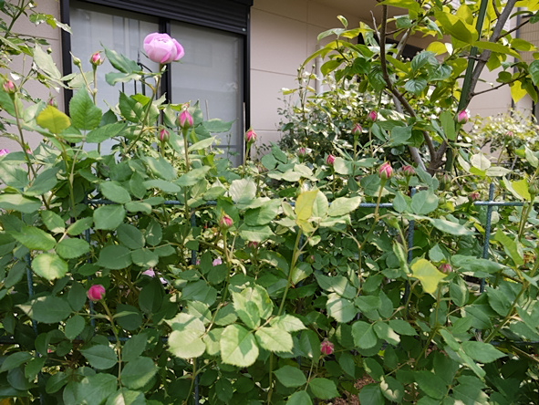 ラ・レーヌ・ヴィクトリア