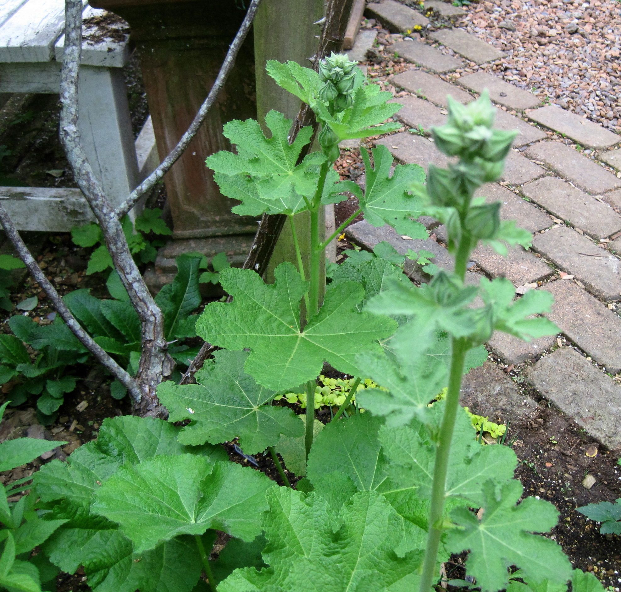 背の高い植物 たねをまく日々 楽天ブログ