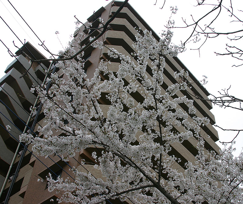 2014-04-06　桜５
