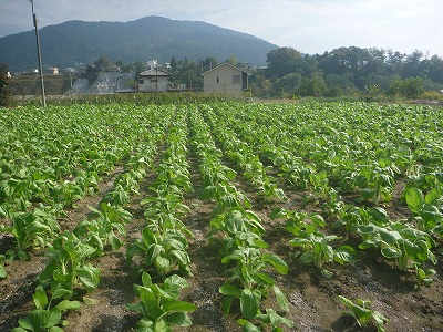 シャクシ菜畑。