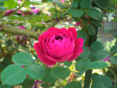薔薇マゼンタ
