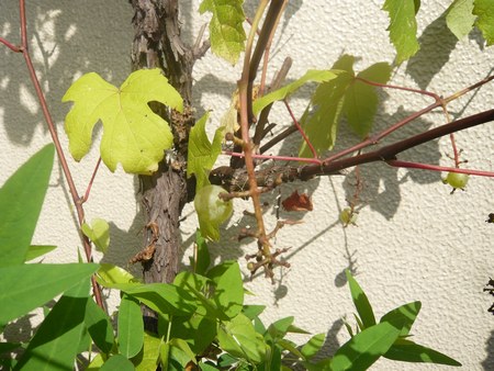 2葡萄7.29 4502.jpg